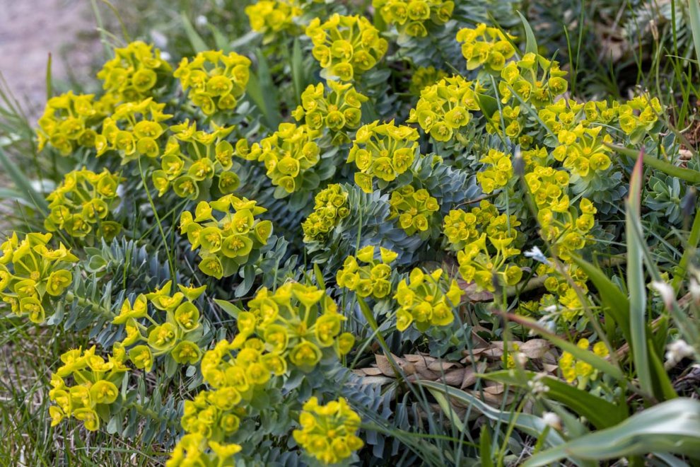 Top 5 Plants for Dry Summers in Surrey